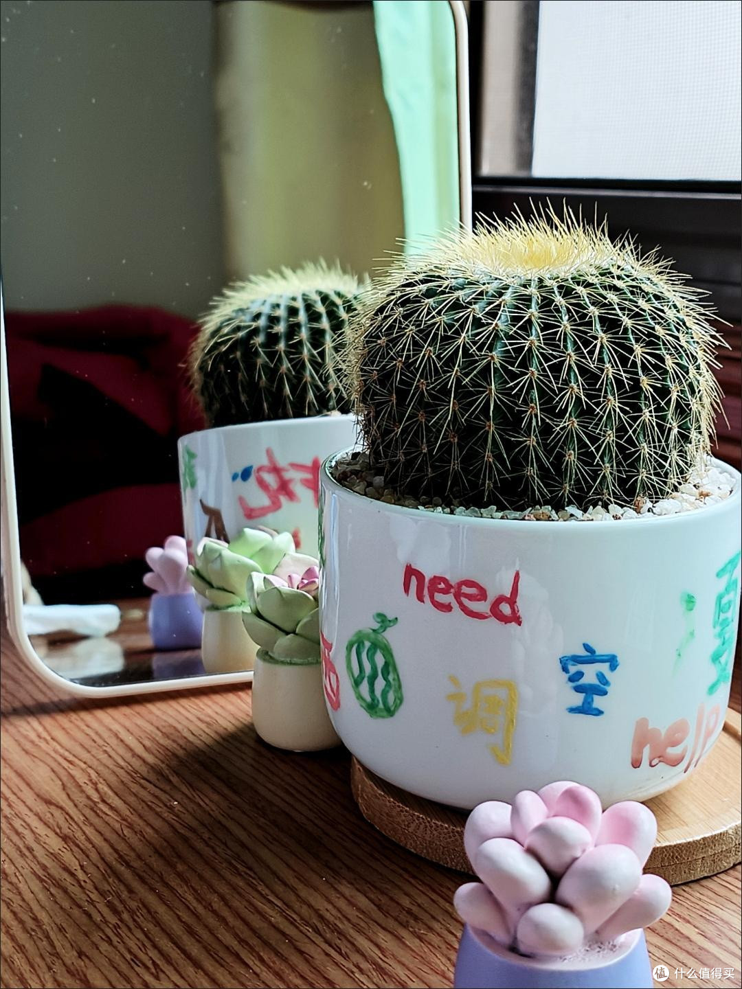 仙人掌,懒人的绿植之光
