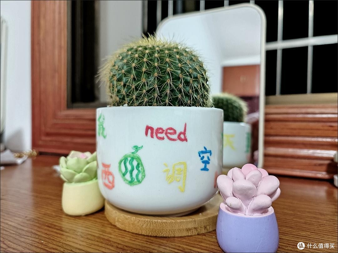 仙人掌,懒人的绿植之光