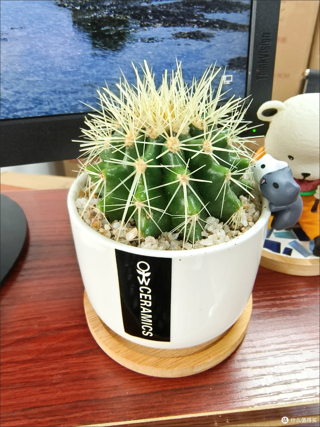 仙人掌,懒人的绿植之光