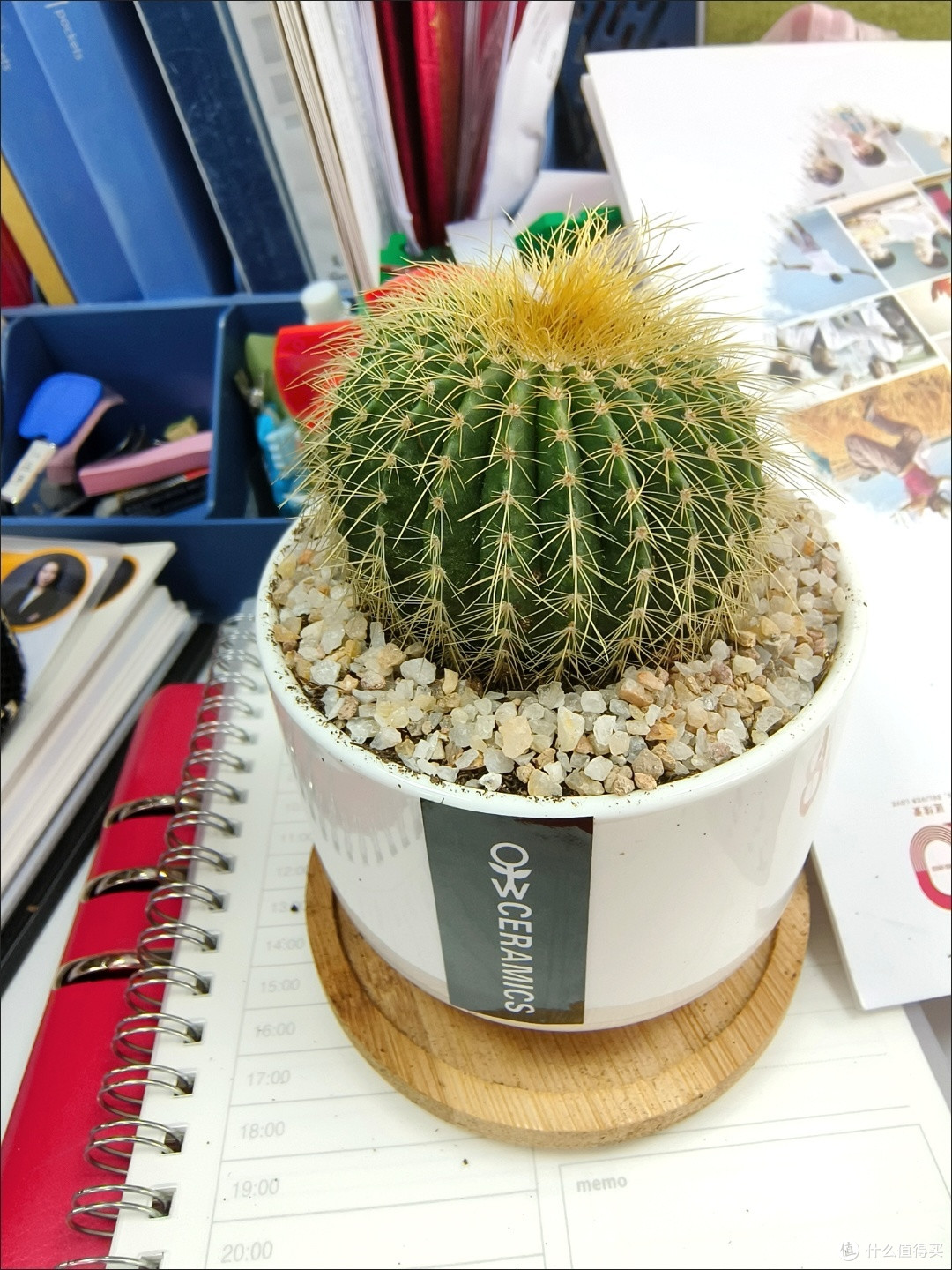 仙人掌，懒人的绿植之光