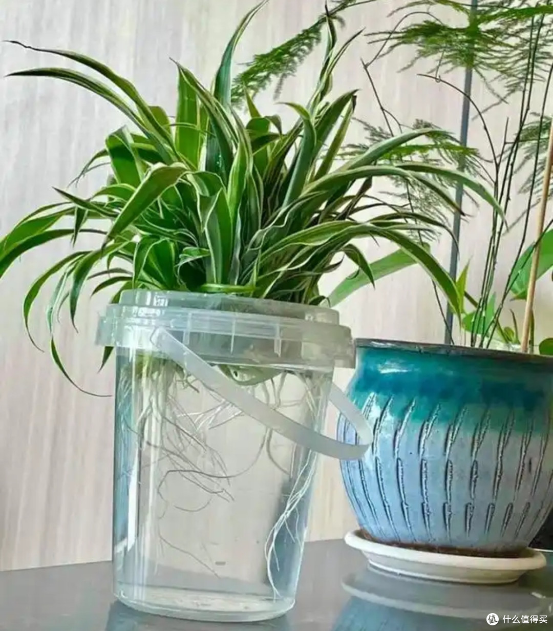 懒人绿植推荐:好看又好养
