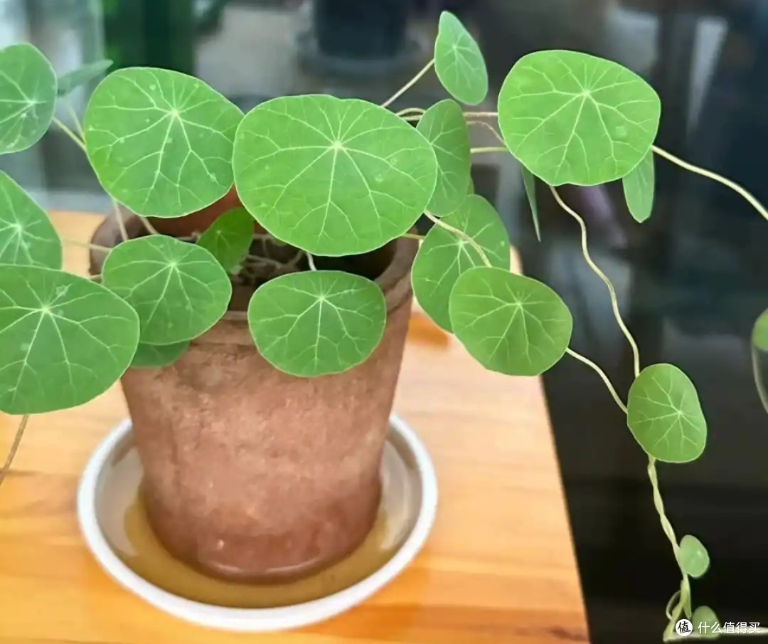 懒人绿植推荐:好看又好养