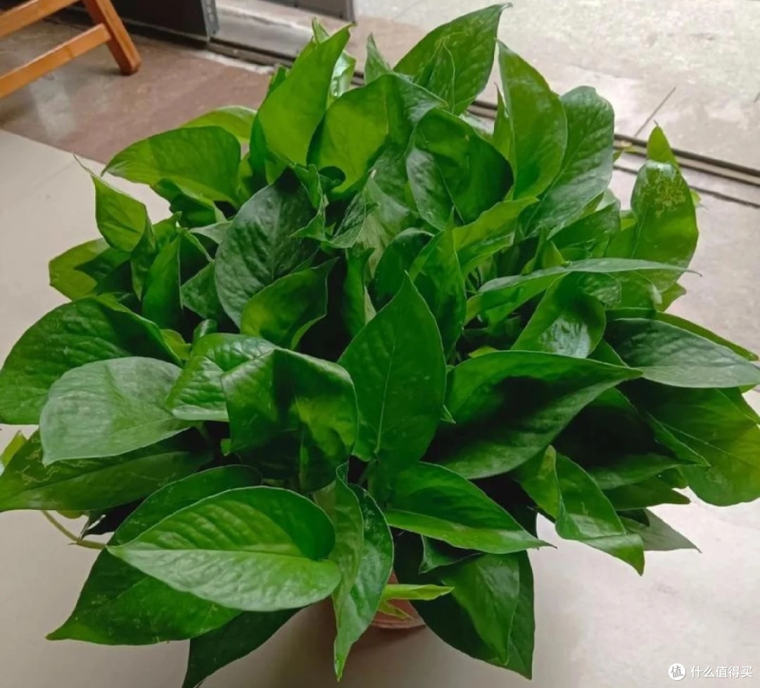 懒人绿植推荐:好看又好养