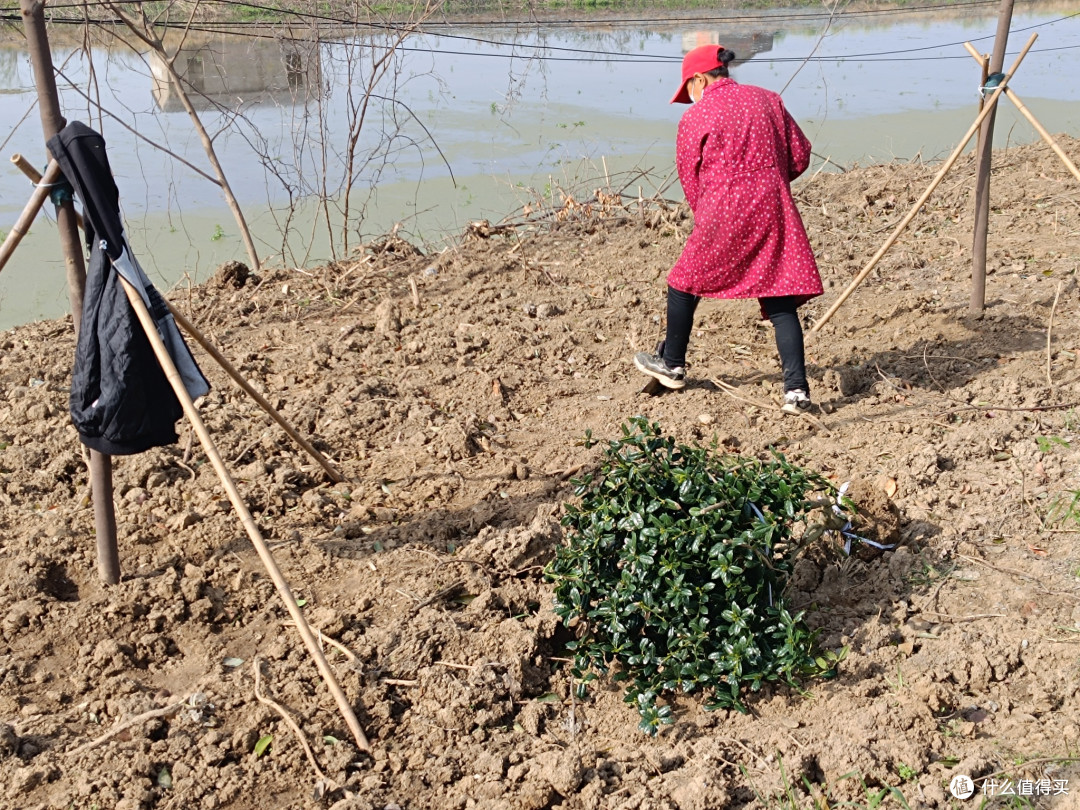 种植无刺枸骨,村头巷尾的绿意与红果
