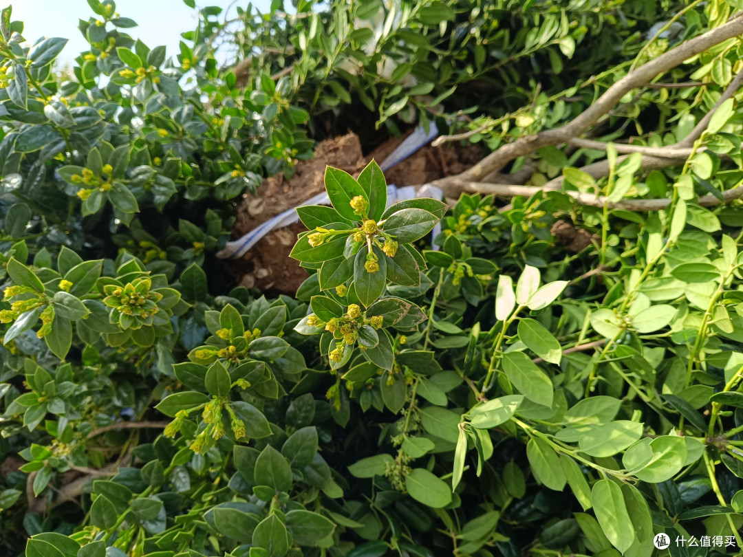 种植无刺枸骨,村头巷尾的绿意与红果