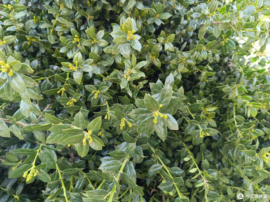 种植无刺枸骨,村头巷尾的绿意与红果