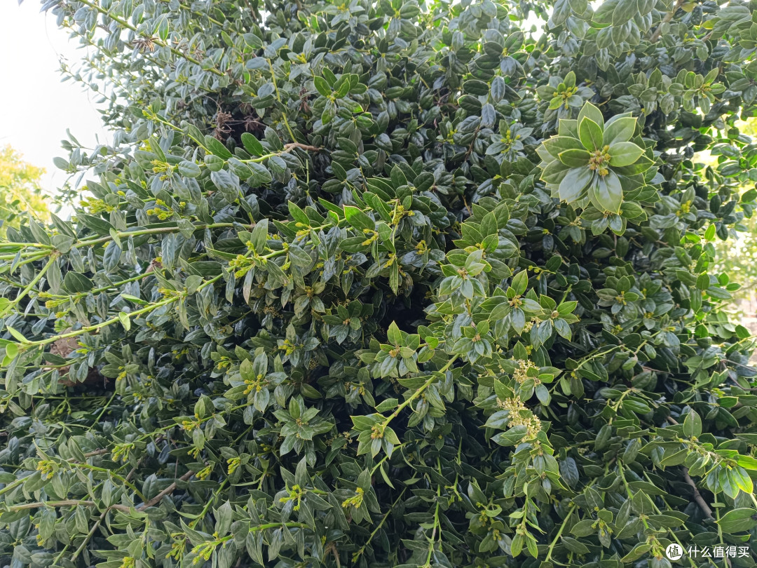 种植无刺枸骨,村头巷尾的绿意与红果