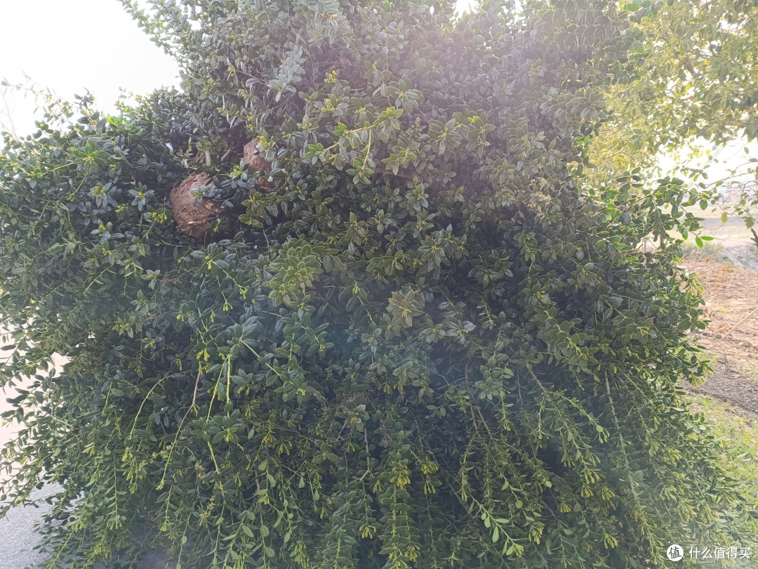 种植无刺枸骨,村头巷尾的绿意与红果