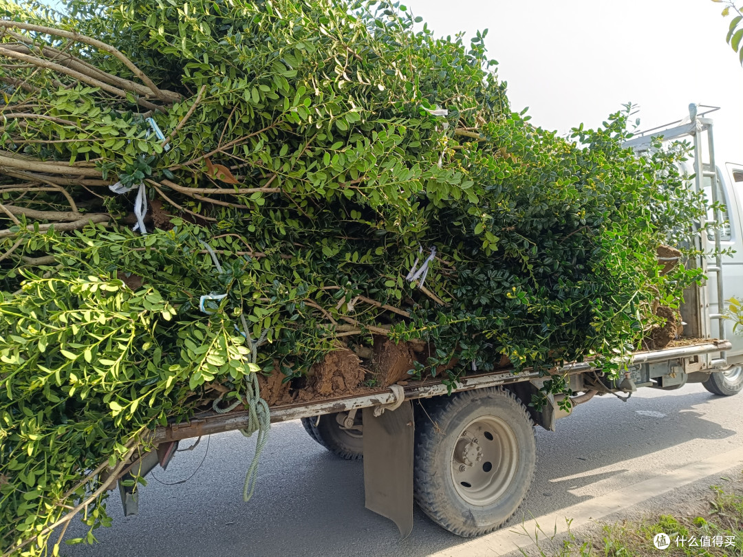 种植无刺枸骨,村头巷尾的绿意与红果