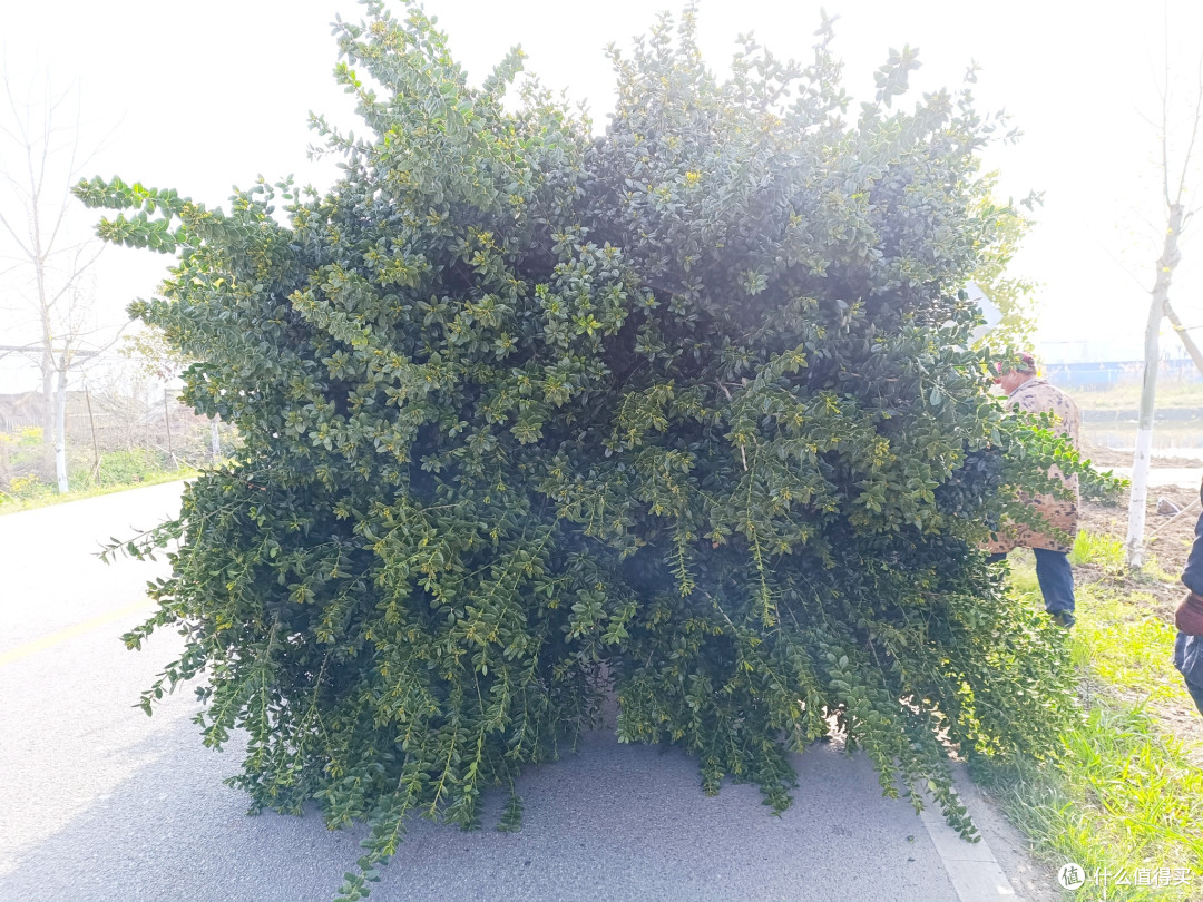 种植无刺枸骨,村头巷尾的绿意与红果