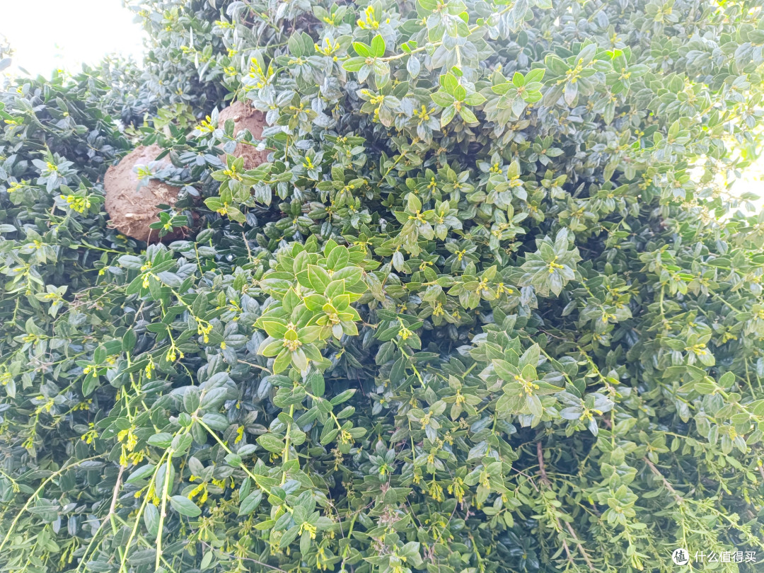 种植无刺枸骨,村头巷尾的绿意与红果