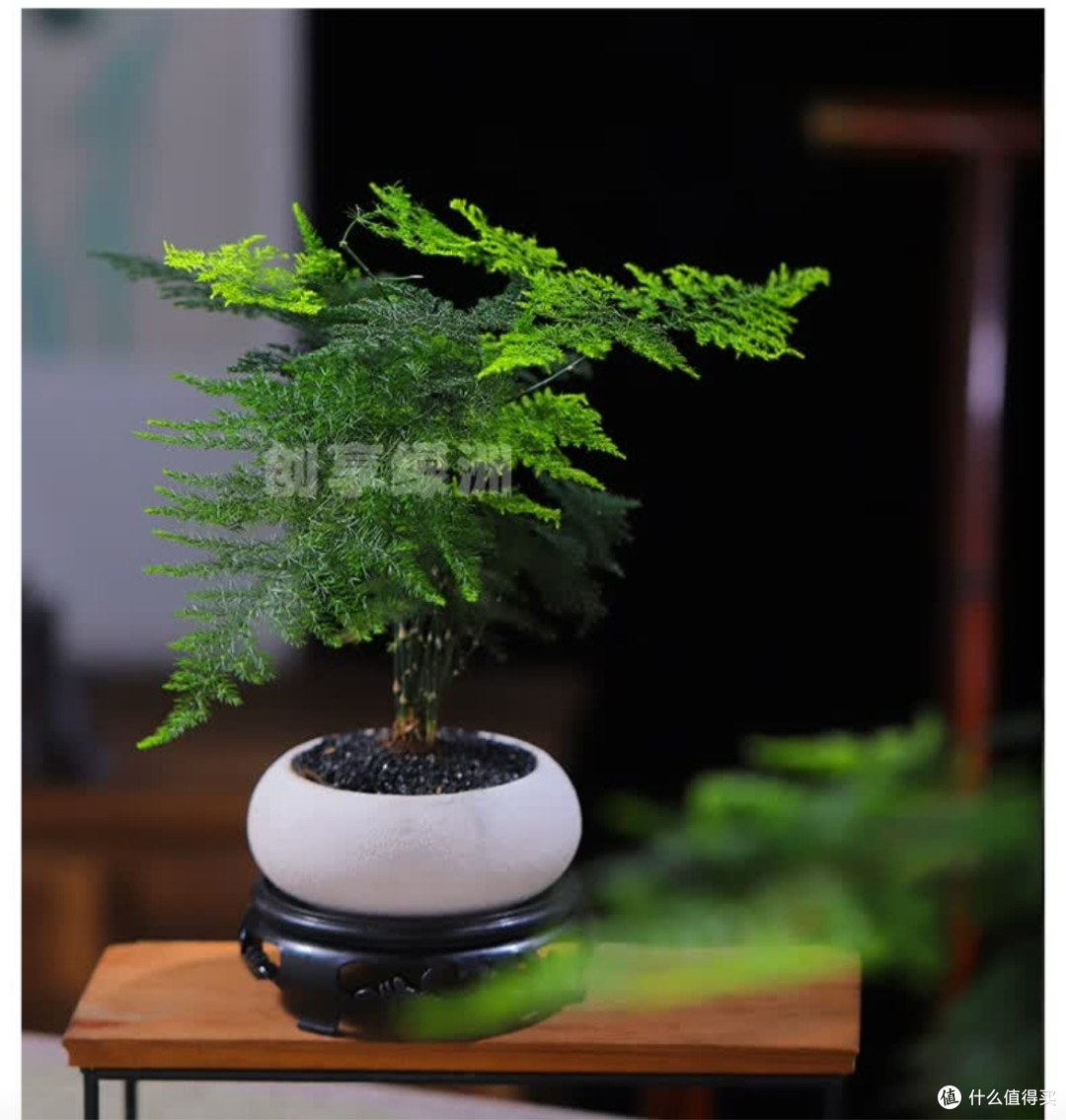 这四款懒人绿植适合为你的工位增添一抹绿