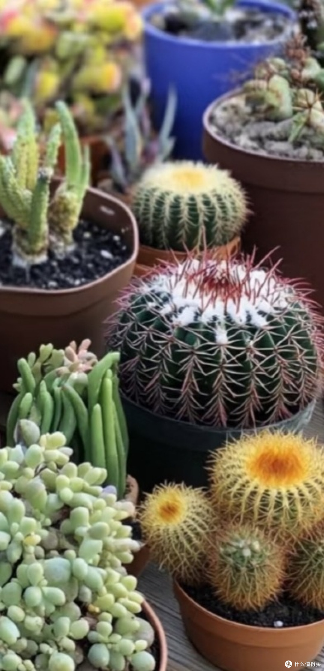 仙人掌:懒人绿植的不二之选
