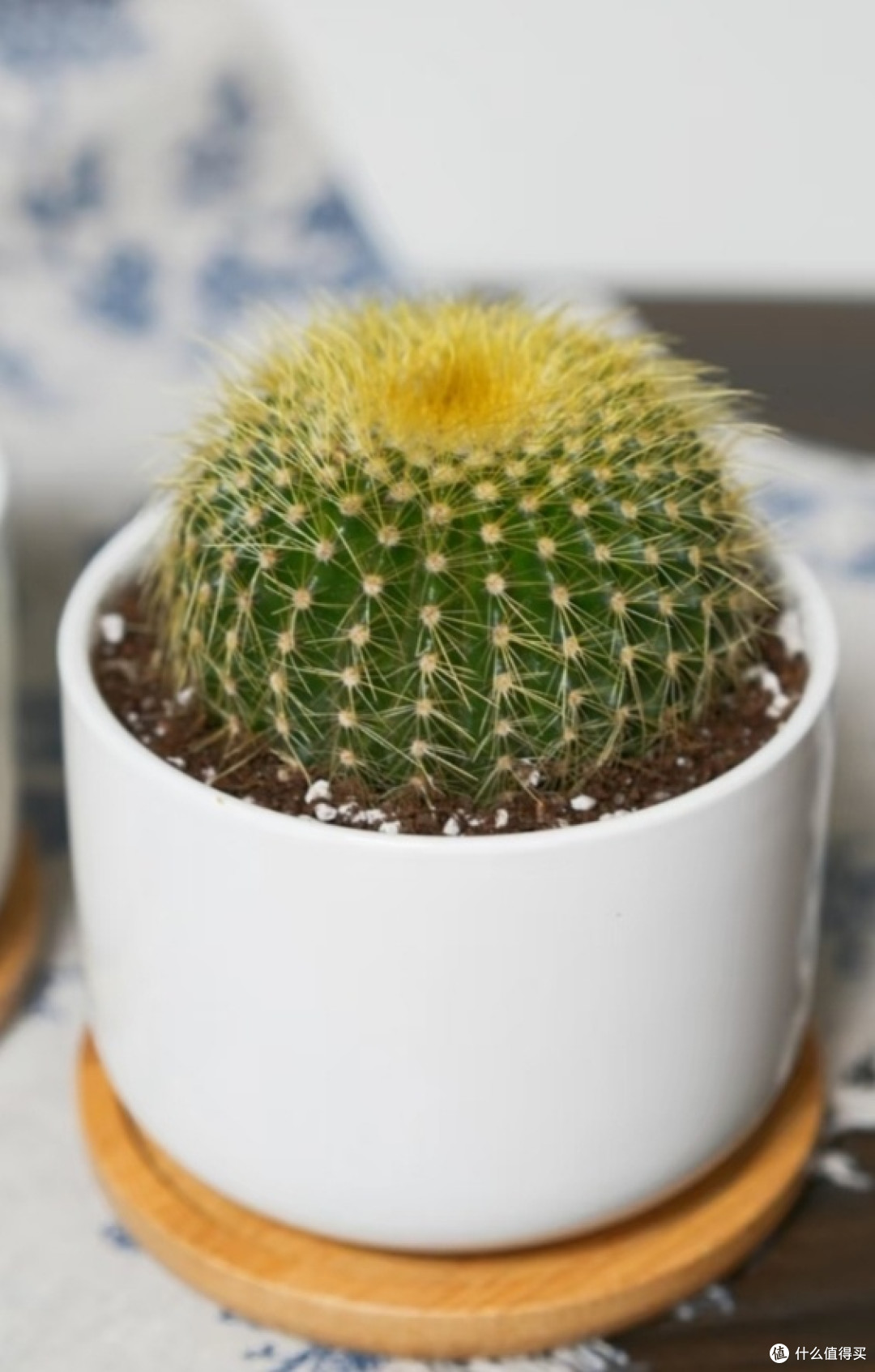 仙人掌:懒人绿植的不二之选