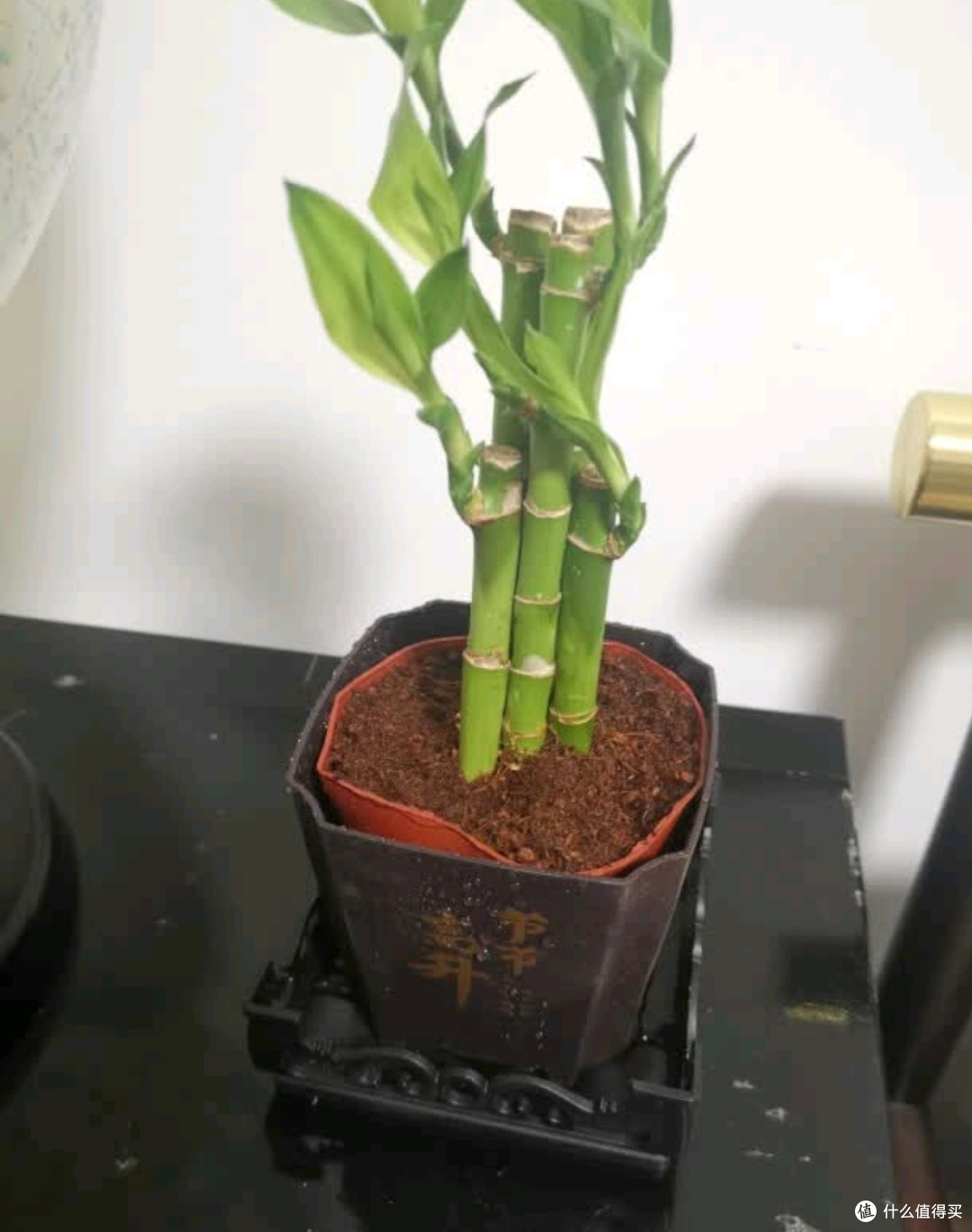 办公室绿植新宠！荷叶竹，好养又有好寓意