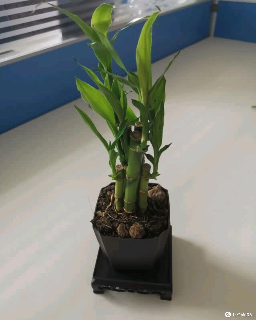 办公室绿植新宠！荷叶竹，好养又有好寓意