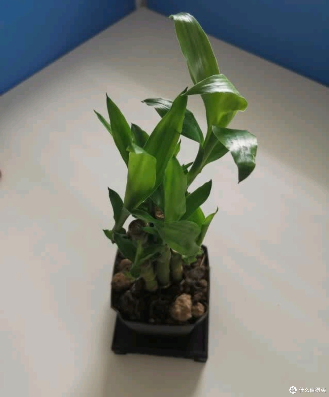 办公室绿植新宠！荷叶竹，好养又有好寓意