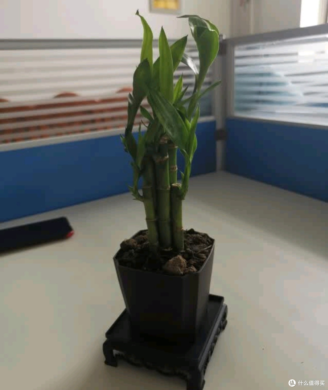 办公室绿植新宠！荷叶竹，好养又有好寓意