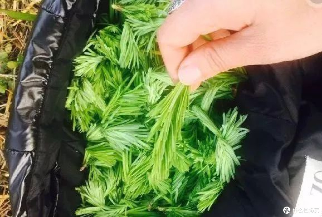 野菜逆袭史:从“忆苦饭”到餐桌顶流,这几种你肯定想不到