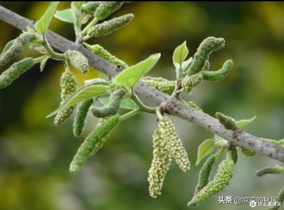 野菜逆袭史:从“忆苦饭”到餐桌顶流,这几种你肯定想不到
