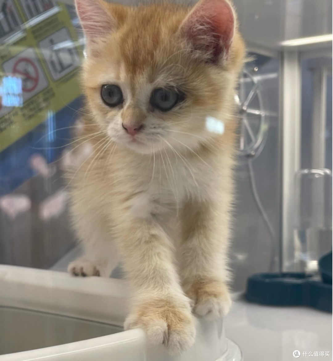 求推荐好的主食猫罐头有哪些?2025主食猫罐头排行榜最新