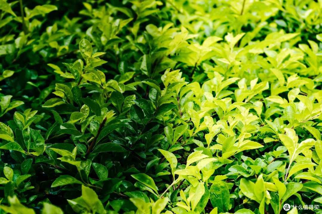 出门像没戴，遮光像开挂！米家超薄折叠偏光太阳镜真的潮