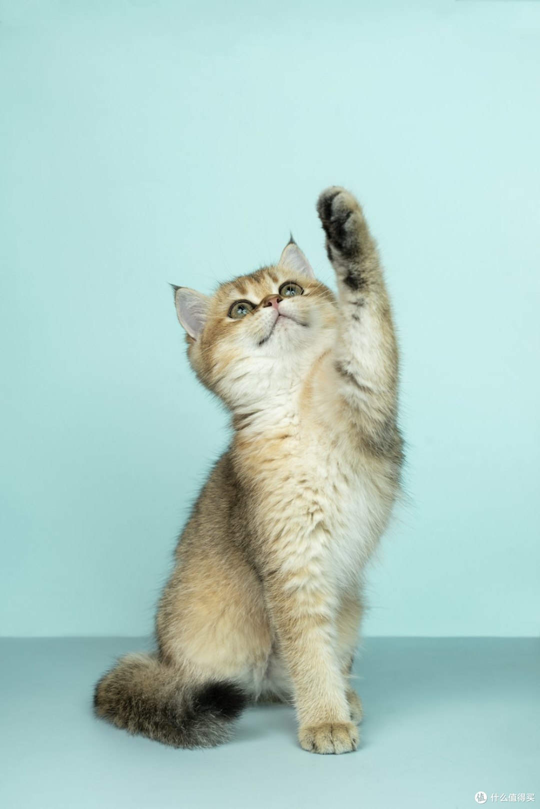 不同品种的猫咪