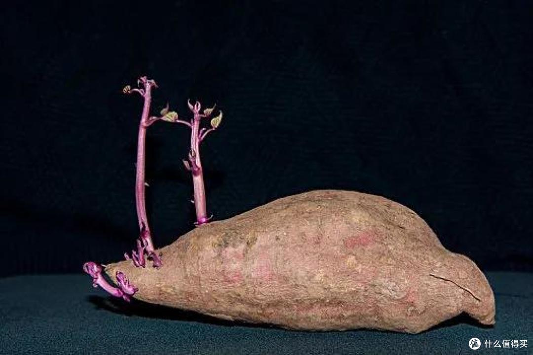 看似“坏掉”,实际上可以放心吃的9种食物,扔掉就太可惜了!
