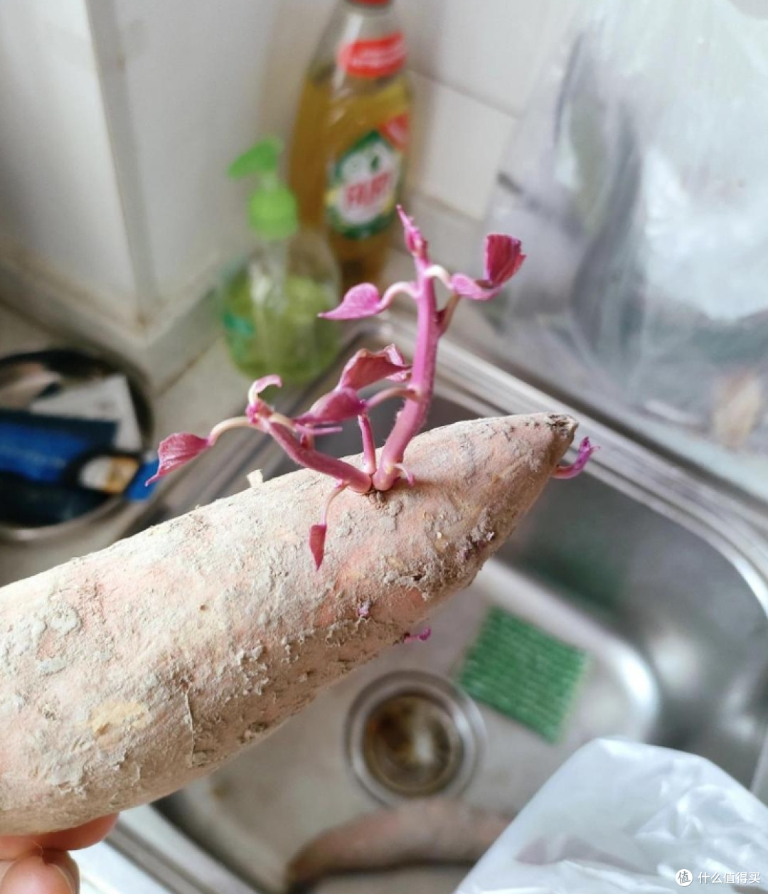 看似“坏掉”,实际上可以放心吃的9种食物,扔掉就太可惜了!