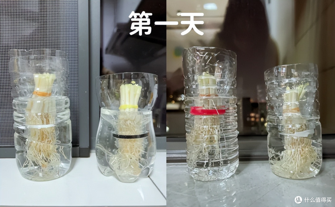 上海一女生，因“200个矿泉水瓶实现种菜自由”火了，网友：不值