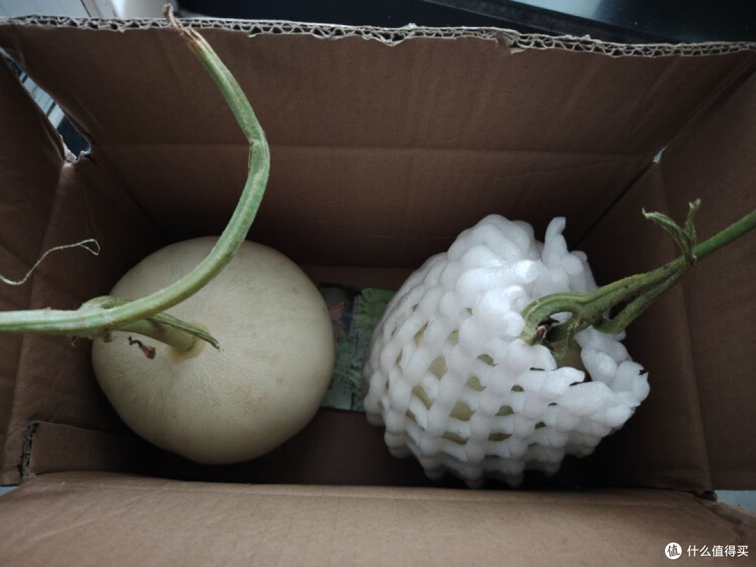 网纹瓜开箱：品味自然馈赠的甜蜜惊喜