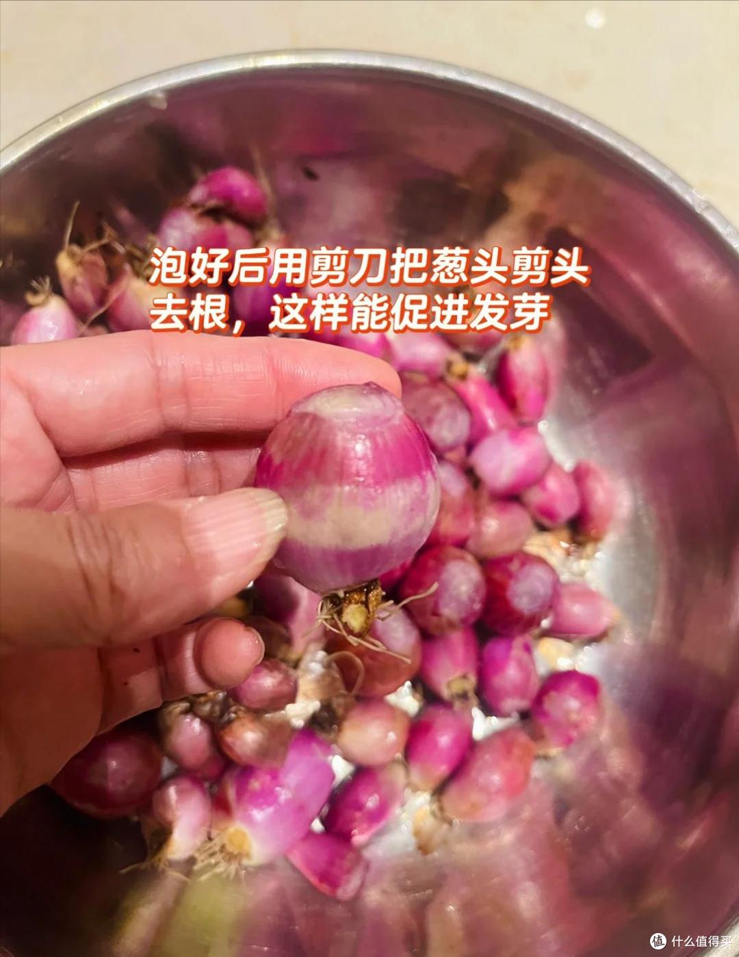 上海一女姑娘火了,用“矿泉水桶”打造阳台菜园,那叫一个壮观!