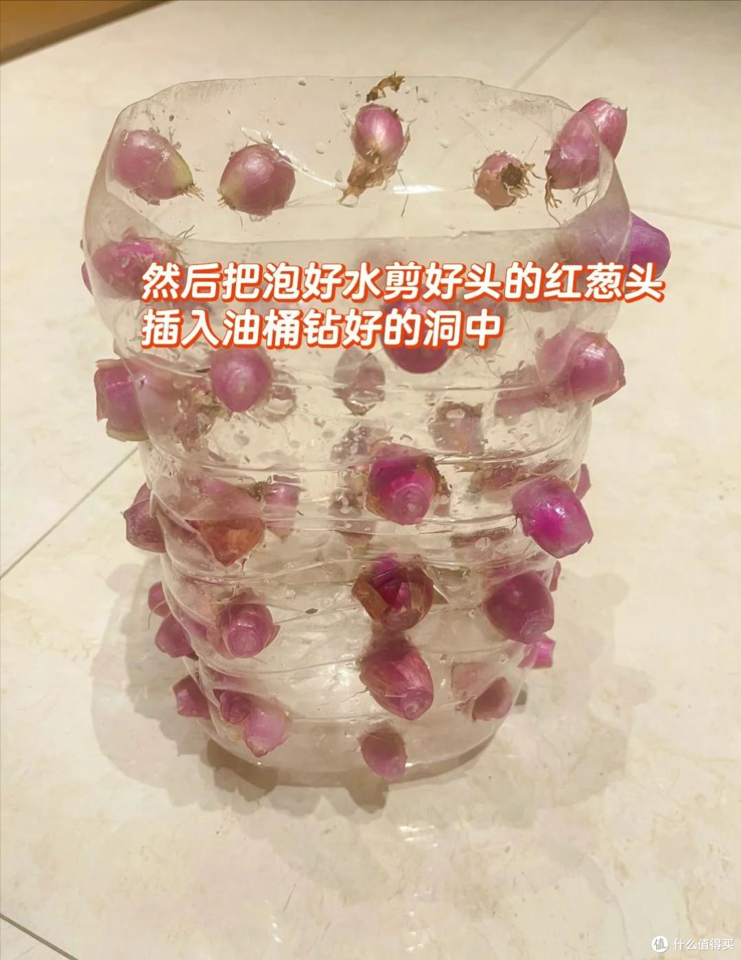上海一女姑娘火了,用“矿泉水桶”打造阳台菜园,那叫一个壮观!