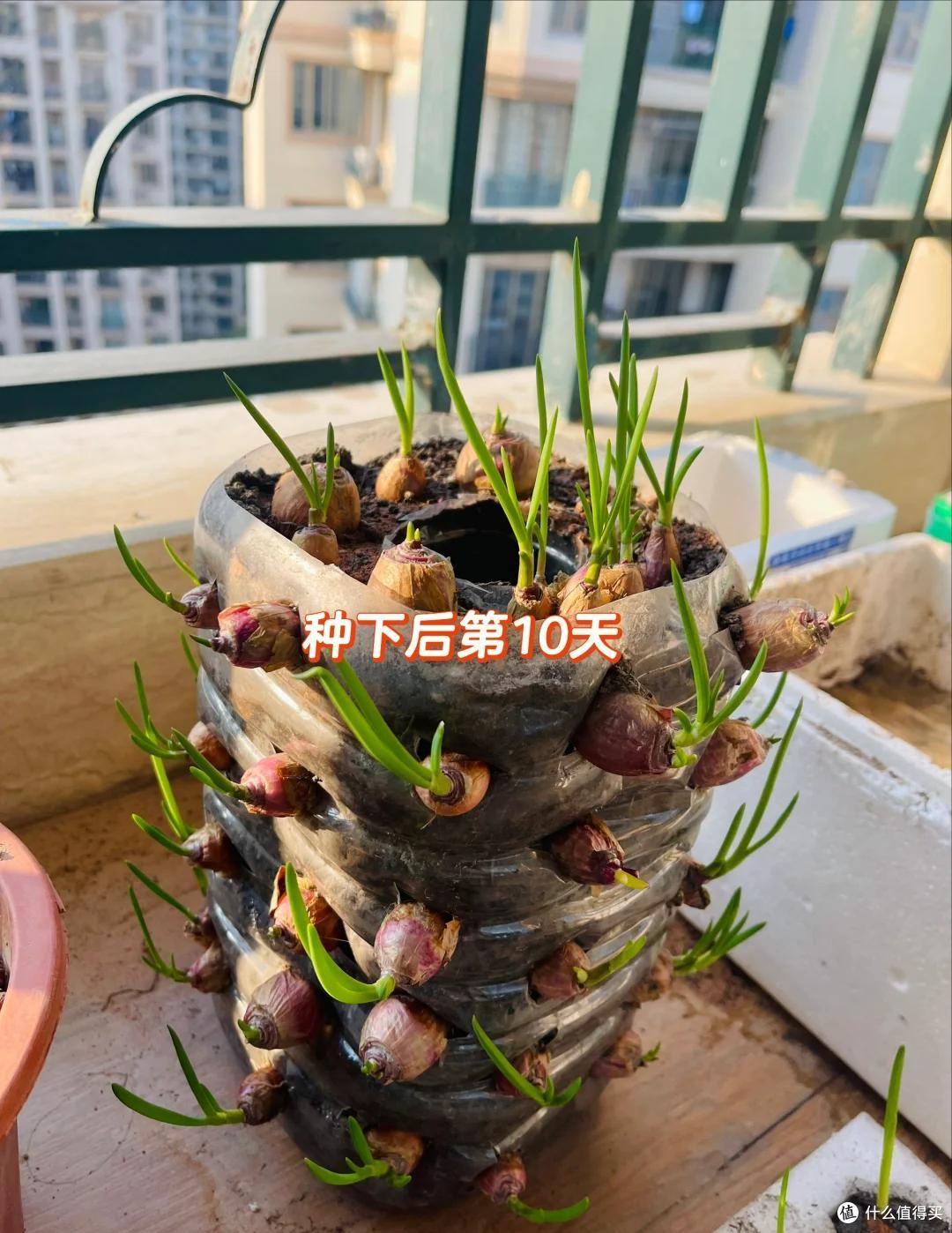 上海一女姑娘火了,用“矿泉水桶”打造阳台菜园,那叫一个壮观!