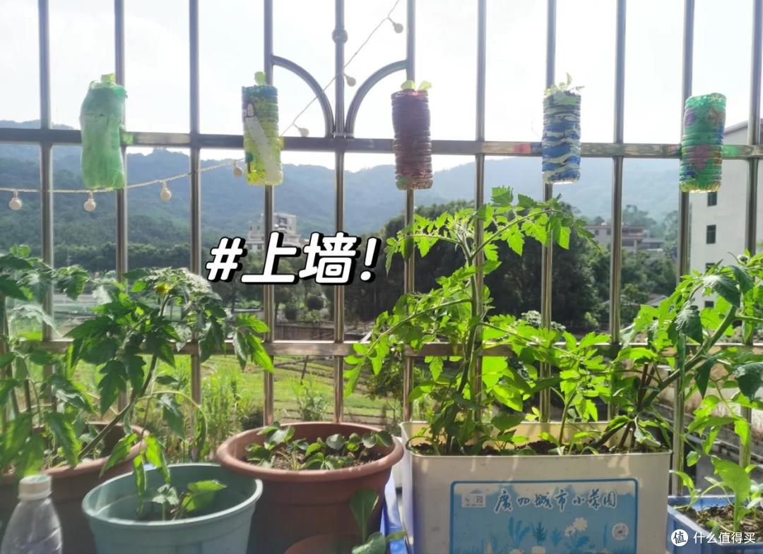 上海一女姑娘火了,用“矿泉水桶”打造阳台菜园,那叫一个壮观!