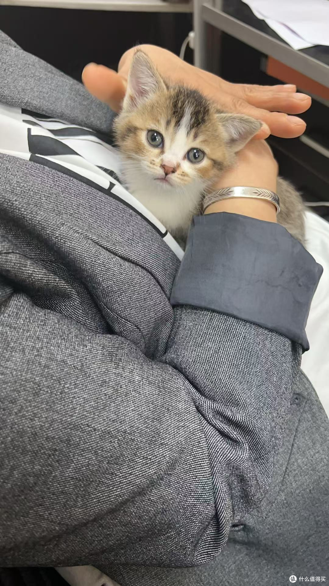蓝氏猫粮：猫咪的健康美味之选