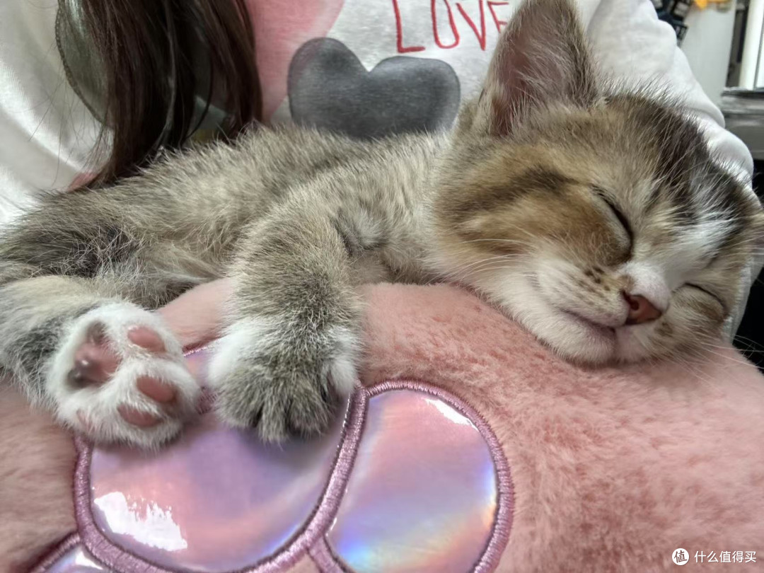 蓝氏猫粮：猫咪的健康美味之选