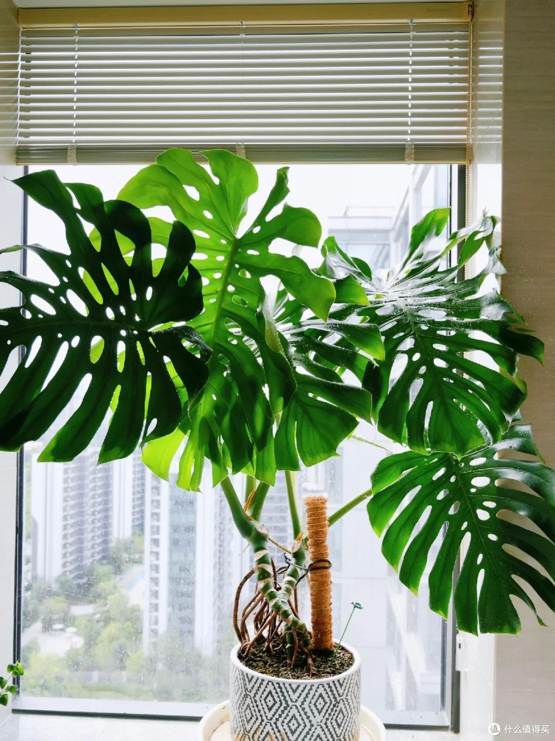 广东小伙晒家里“巨型”绿植火了，一棵撑起整个客厅，太美了