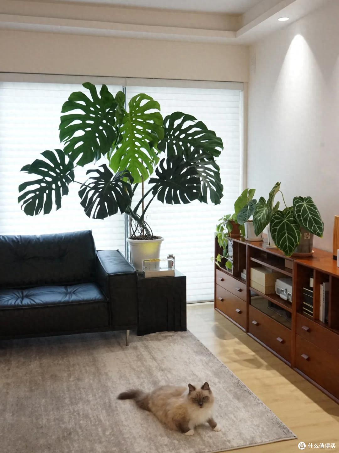 广东小伙晒家里“巨型”绿植火了，一棵撑起整个客厅，太美了