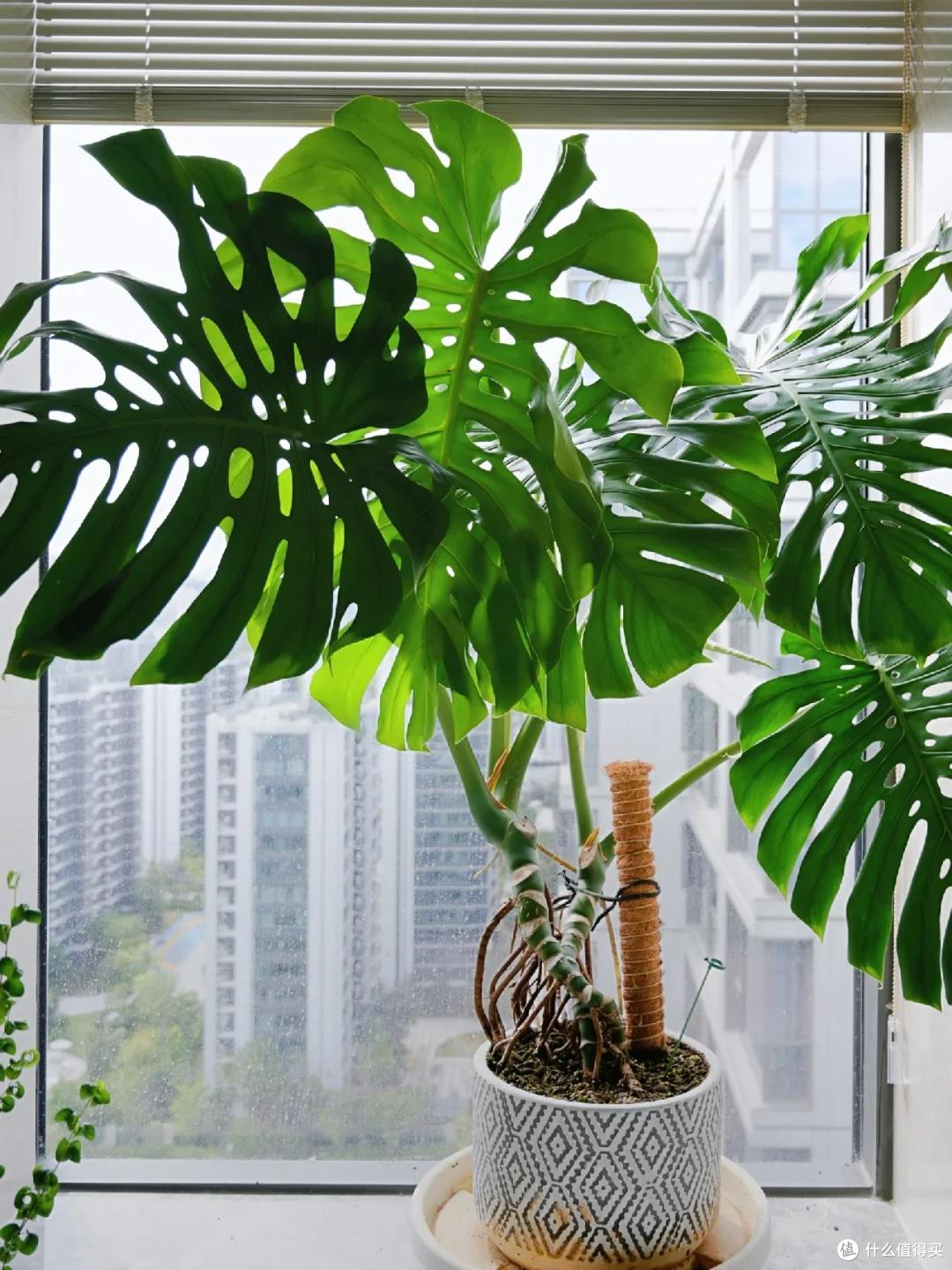 广东小伙晒家里“巨型”绿植火了，一棵撑起整个客厅，太美了