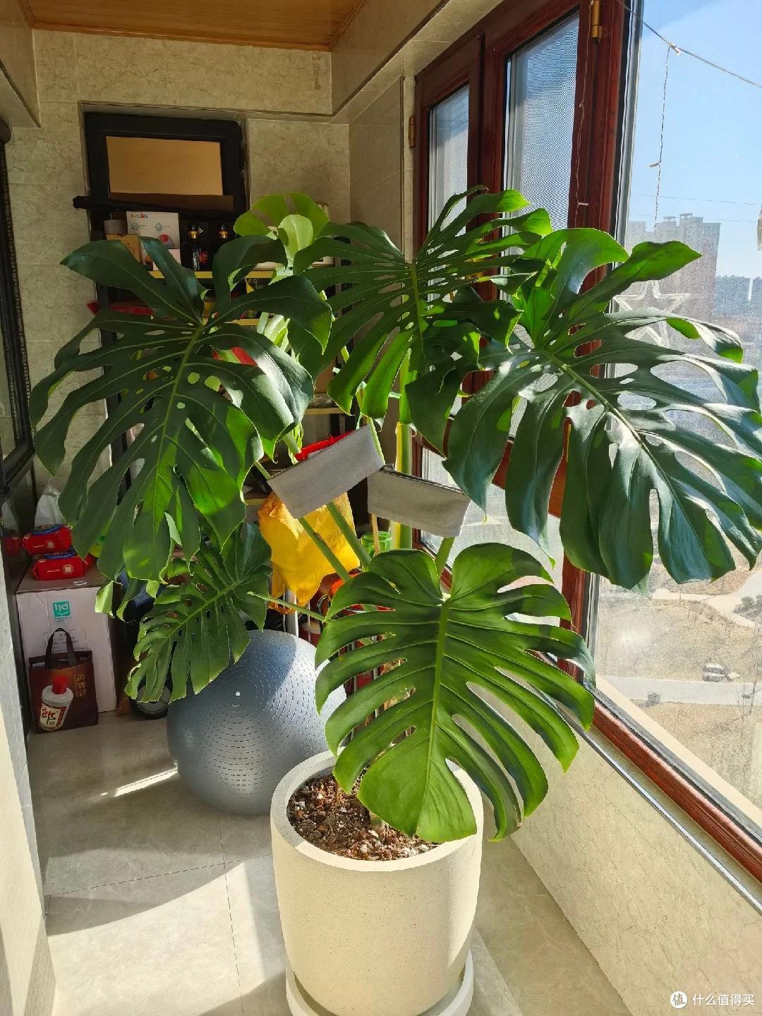 广东小伙晒家里“巨型”绿植火了，一棵撑起整个客厅，太美了