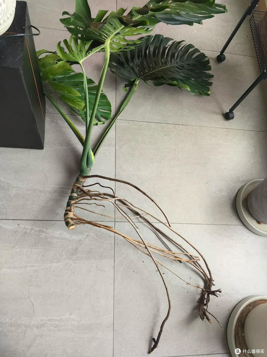 广东小伙晒家里“巨型”绿植火了，一棵撑起整个客厅，太美了