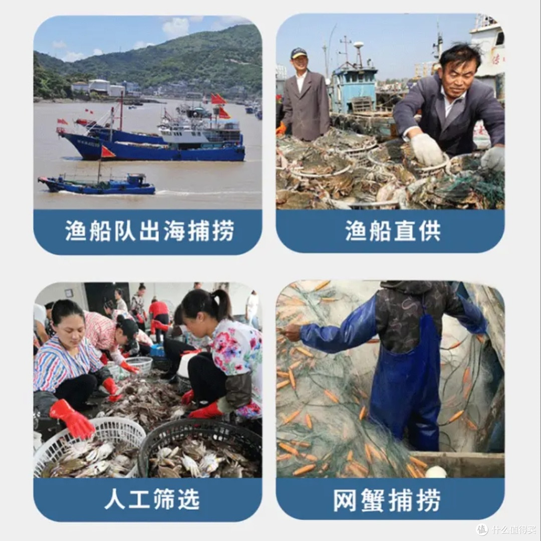 舟山特大野生梭子蟹新鲜上市