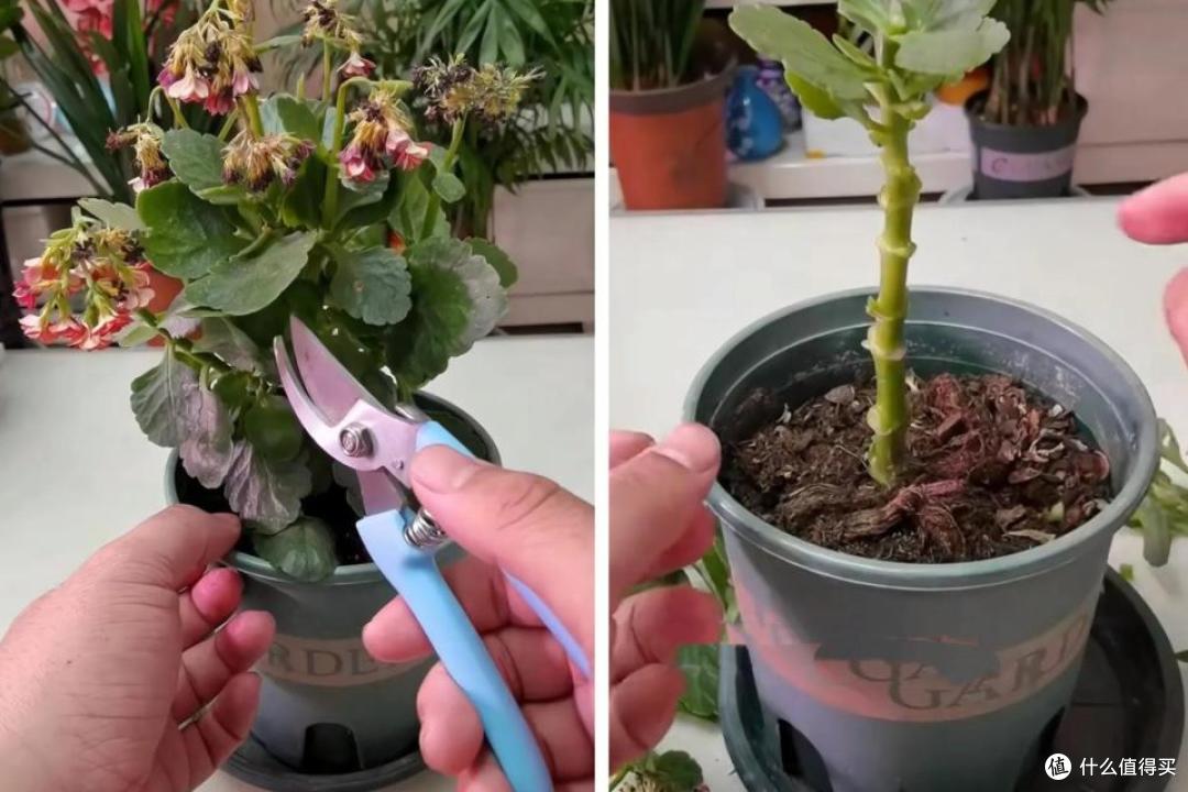 河北姑娘绝了!长寿花养成拇指粗老桩,爆花上百朵,秘诀被公开!