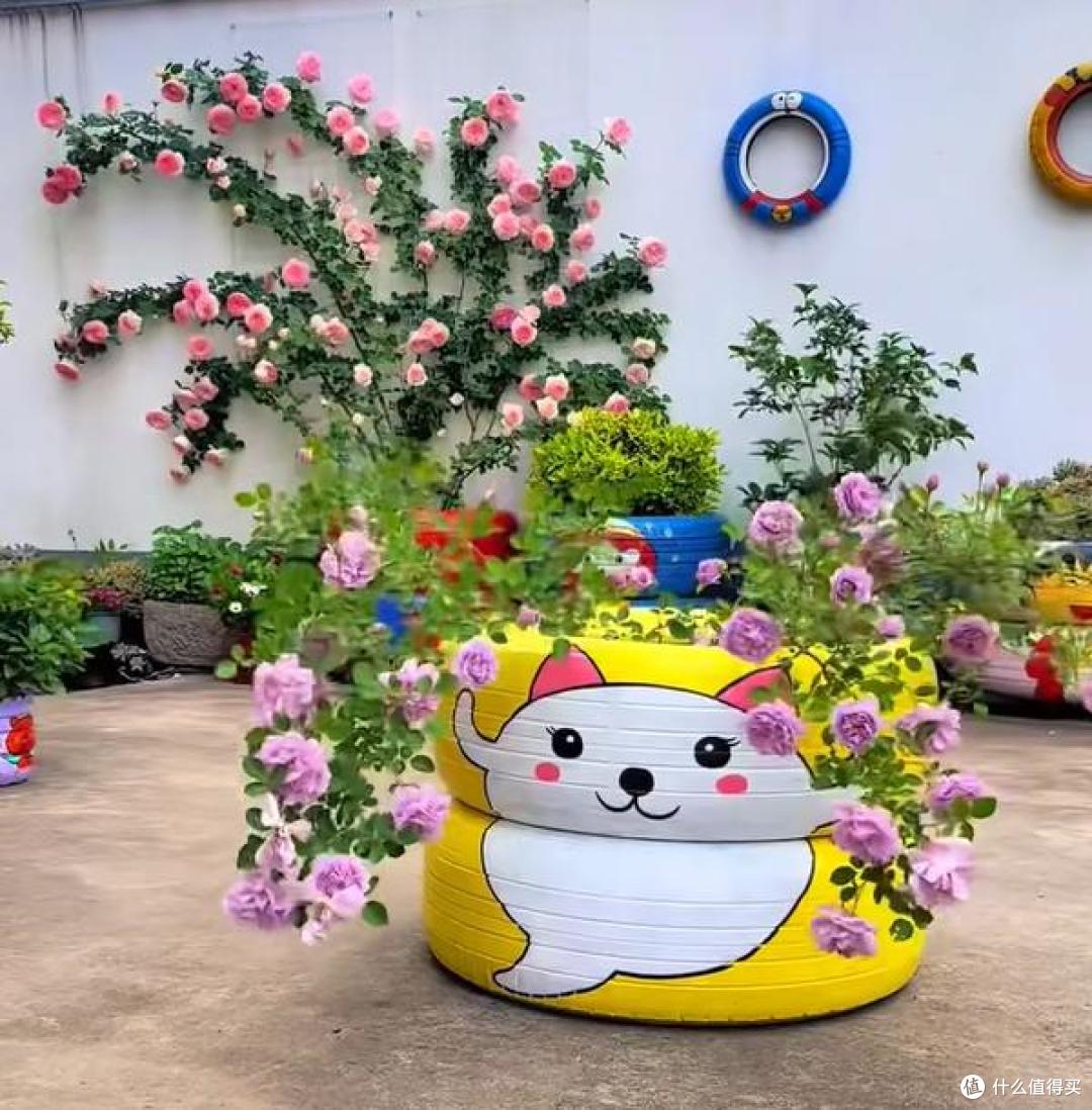 江苏一小伙晒“院子里月季花”,网友:一个破轮胎,还这么美,牛