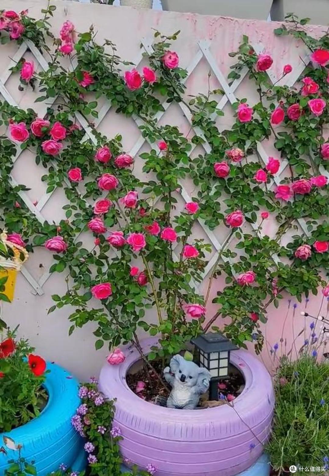 江苏一小伙晒“院子里月季花”,网友:一个破轮胎,还这么美,牛