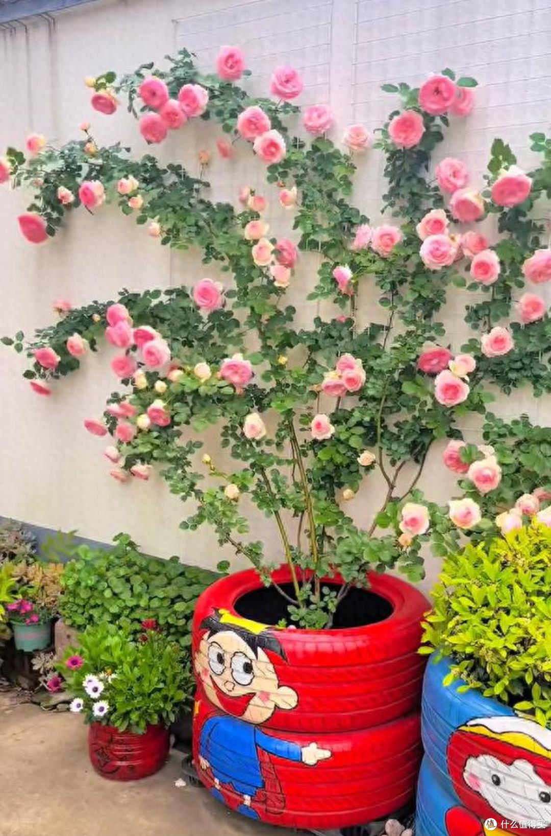 江苏一小伙晒“院子里月季花”,网友:一个破轮胎,还这么美,牛