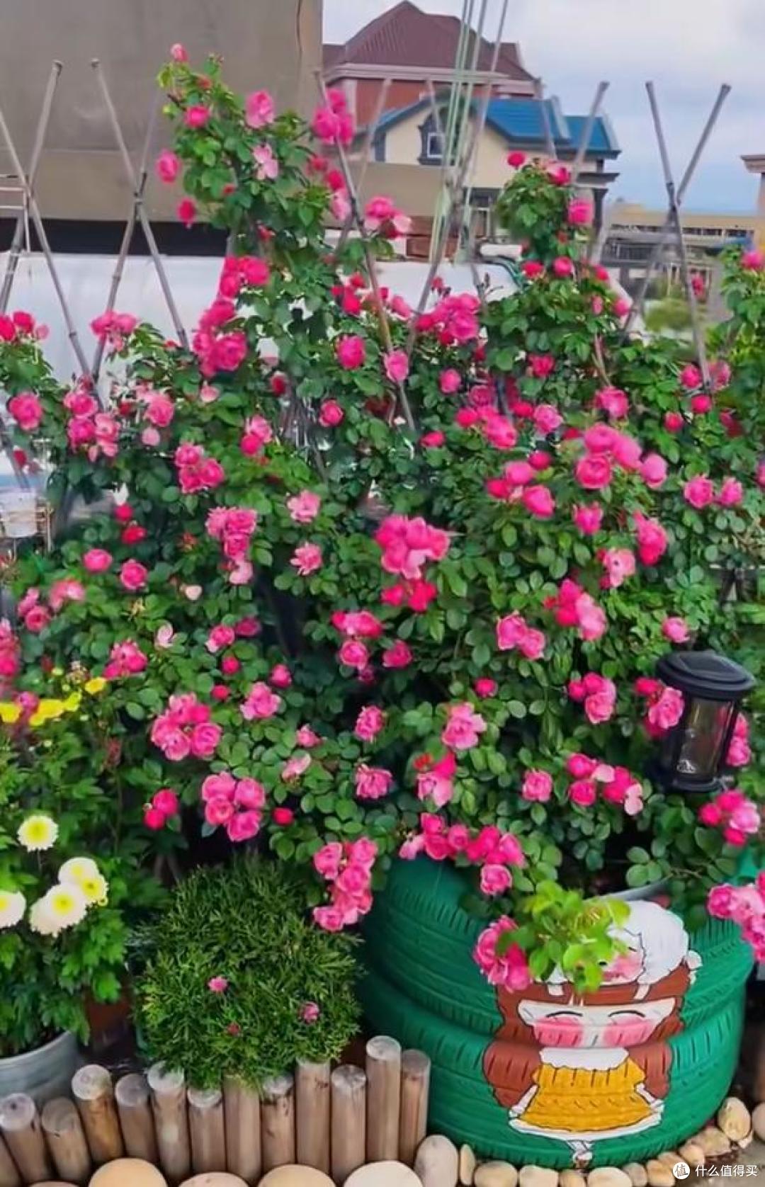 江苏一小伙晒“院子里月季花”,网友:一个破轮胎,还这么美,牛