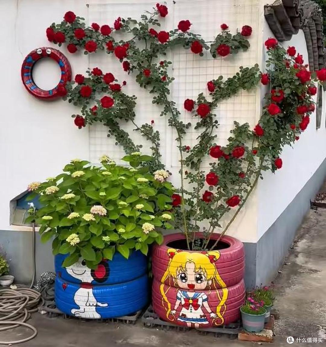 江苏一小伙晒“院子里月季花”,网友:一个破轮胎,还这么美,牛