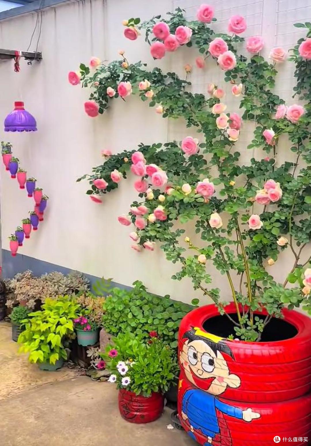 江苏一小伙晒“院子里月季花”,网友:一个破轮胎,还这么美,牛